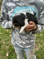 Puppy 8 , a male Beagle for sale in South Range, WI – 1 of 1