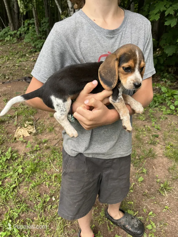 Puppy 4 – Beagle puppy for sale in South Range, WI