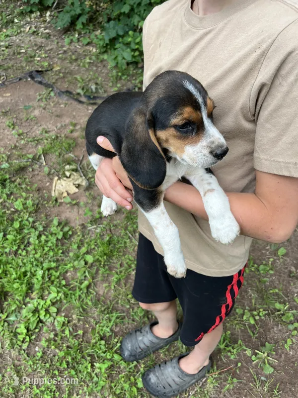 Puppy 7 – Beagle puppy for sale in South Range, WI