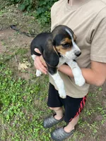 Puppy 7, a male Beagle for sale in South Range, WI – 1 of 4