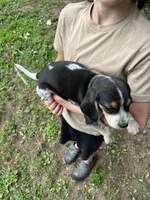 Puppy 5, a male Beagle for sale in South Range, WI – 3 of 3