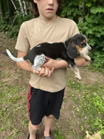 Puppy 5, a male Beagle for sale in South Range, WI – 2 of 3