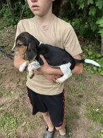 Puppy 2, a male Beagle for sale in South Range, WI – 2 of 3