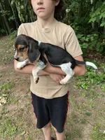 Puppy 2, a male Beagle for sale in South Range, WI – 3 of 3