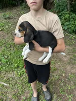 Puppy 7, a male Beagle for sale in South Range, WI – 3 of 4