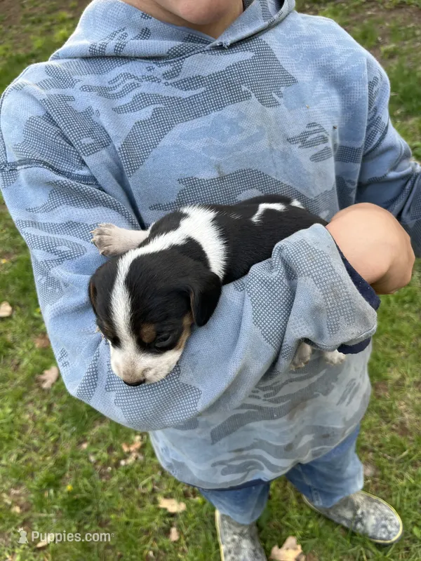 Puppy 5 – Beagle puppy for sale in South Range, WI