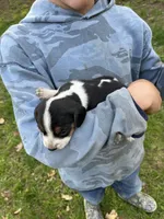 Puppy 5, a male Beagle for sale in South Range, WI – 1 of 1
