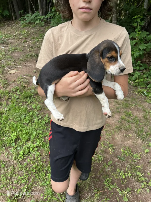 Puppy 7 – Beagle puppy for sale in South Range, WI