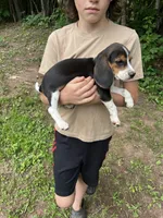Puppy 7, a male Beagle for sale in South Range, WI – 2 of 4