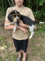 Puppy 8 , a male Beagle for sale in South Range, WI – 1 of 4