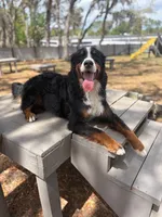 Bowser, a male Bernese Mountain Dog for sale in Grand Island, FL – 4 of 4