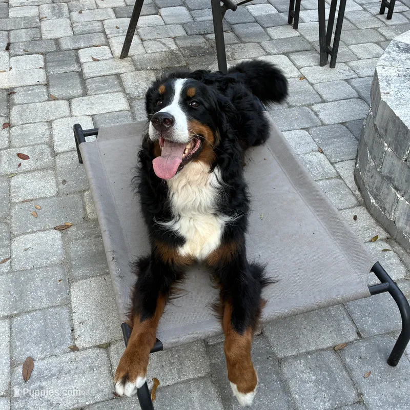 Bowser – Bernese Mountain Dog puppy for sale in Grand Island, FL