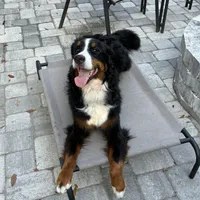 Bowser, a male Bernese Mountain Dog for sale in Grand Island, FL – 1 of 4
