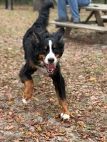 Bowser, a male Bernese Mountain Dog for sale in Grand Island, FL – 3 of 4
