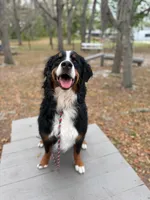 Bowser, a male Bernese Mountain Dog for sale in Grand Island, FL – 2 of 4