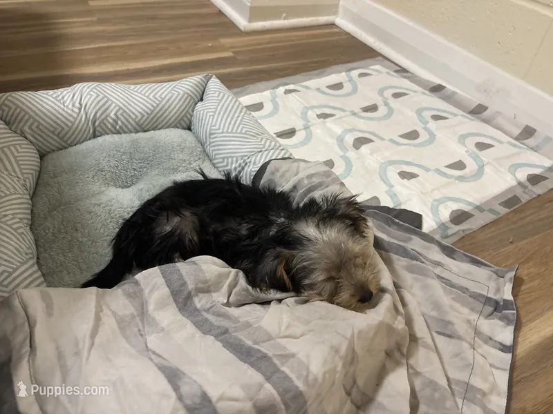 Milo – Yorkshire Terrier puppy for sale in Norfolk, VA