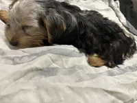 Milo, a male Yorkshire Terrier for sale in Norfolk, VA – 2 of 2