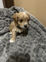Zuma , a male Maltipoo for sale in Harmony, NC – 4 of 5