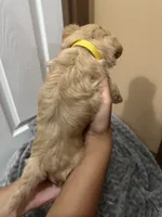 Simba, a male Maltipoo for sale in Harmony, NC – 6 of 7