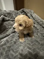 Simba, a male Maltipoo for sale in Harmony, NC – 2 of 7