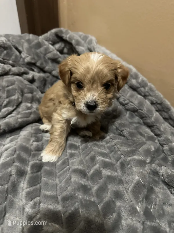 Zuma  – Maltipoo puppy for sale in Harmony, NC