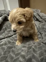 Simba, a male Maltipoo for sale in Harmony, NC – 5 of 7