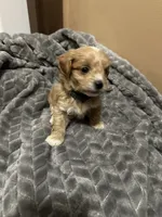 Zuma , a male Maltipoo for sale in Harmony, NC – 3 of 5