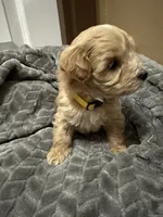 Simba, a male Maltipoo for sale in Harmony, NC – 3 of 7