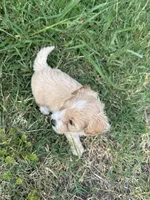 Nala, a female Maltipoo for sale in Harmony, NC – 8 of 8