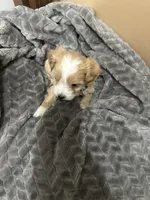 Titus, a male Maltipoo for sale in Harmony, NC – 3 of 7