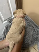 Nala, a female Maltipoo for sale in Harmony, NC – 7 of 8