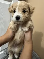 Nala, a female Maltipoo for sale in Harmony, NC – 6 of 8