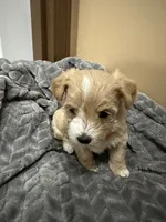 Nala, a female Maltipoo for sale in Harmony, NC – 5 of 8