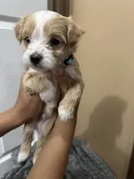 Titus, a male Maltipoo for sale in Harmony, NC – 6 of 7