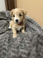 Nala, a female Maltipoo for sale in Harmony, NC – 2 of 8