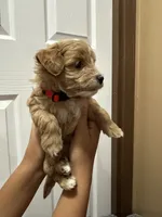 Archie, a male Maltipoo for sale in Harmony, NC – 4 of 5