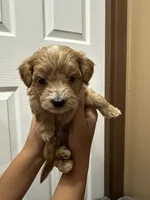 Archie, a male Maltipoo for sale in Harmony, NC – 3 of 5