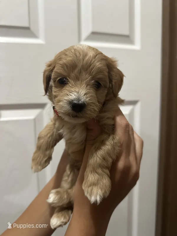Archie – Maltipoo puppy for sale in Harmony, NC