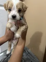 Titus, a male Maltipoo for sale in Harmony, NC – 5 of 7