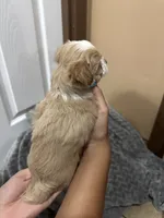 Titus, a male Maltipoo for sale in Harmony, NC – 7 of 7