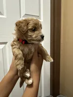 Archie, a male Maltipoo for sale in Harmony, NC – 2 of 5