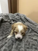Titus, a male Maltipoo for sale in Harmony, NC – 4 of 7