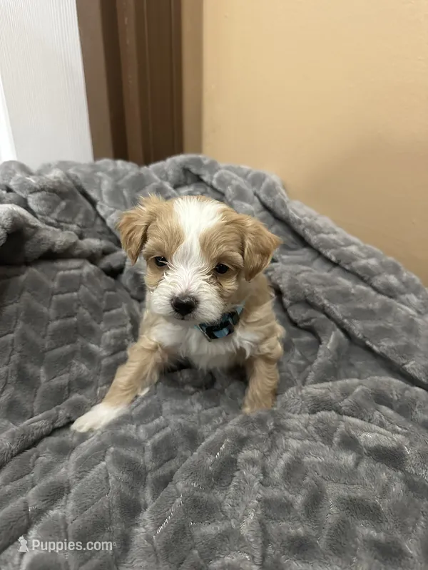 Titus – Maltipoo puppy for sale in Harmony, NC