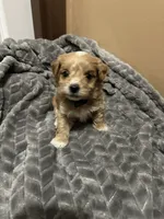 Zuma , a male Maltipoo for sale in Harmony, NC – 2 of 5