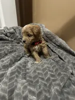 Archie, a male Maltipoo for sale in Harmony, NC – 5 of 5