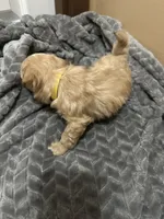 Simba, a male Maltipoo for sale in Harmony, NC – 7 of 7