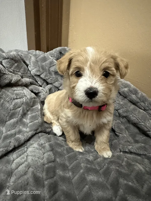 Nala – Maltipoo puppy for sale in Harmony, NC