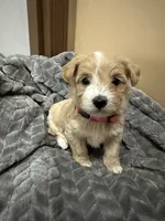Nala, a female Maltipoo for sale in Harmony, NC – 1 of 8