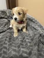 Nala, a female Maltipoo for sale in Harmony, NC – 3 of 8