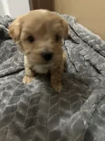 Simba, a male Maltipoo for sale in Harmony, NC – 4 of 7